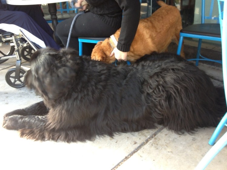 Bailey - the biggest dog I've ever seen in real life. A Newfoundland. He was practically a tourist attraction at the restaurant we sat next to him at. Behind him is Matilda, his attention seeking buddy. 